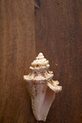 Rice pearl